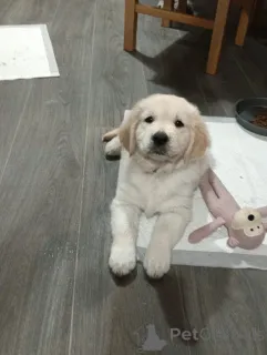 Дополнительные фото: Потрясающие золотистые ретриверы