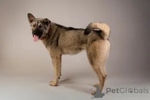 Дополнительные фото: Ищет самую лучшую семью мальчик по кличке Атари