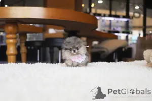 Фото №4. Продажа померанского шпица в Августа заводчик - цена Бесплатно