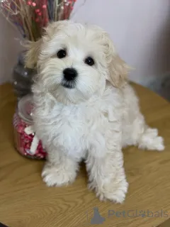 Фото №3. Познакомьтесь с Майло, комочком любви, смеха и бесконечных объятий!.  Германия