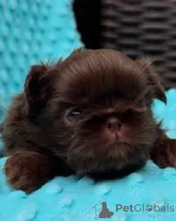 Фото №3. Ши-тцу-велпен цу веркауфен.  Германия