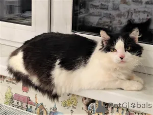 Фото №2 к объявлению №165784 о продаже  - купить в Беларуси частное объявление