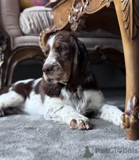 Дополнительные фото: Женщина -собака спрингер -спаниель английский