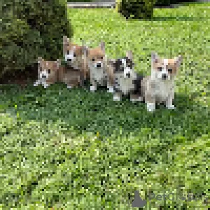 Дополнительные фото: Welch Corgi Pembroke