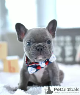 Дополнительные фото: kc registered french bulldogs