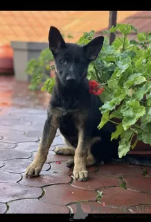 Фото №1. немецкая овчарка - купить в Kragujevac за договорная. Объявление №159097