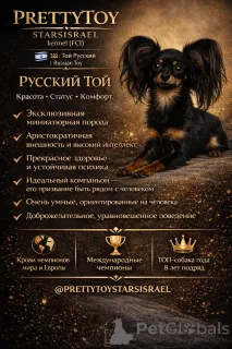 Фото №2 к объявлению №163672 о продаже русского тоя - купить в Израиле из питомника