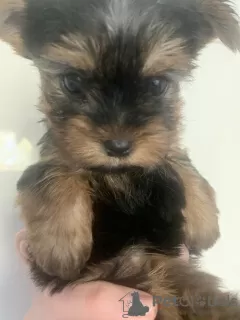 Фото №3. Предлагаются к продаже щенки йоркширского терьера.  Украина