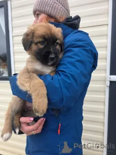 Дополнительные фото: Highland sheppards puppies !!!..whatsapp me at 44 7453 907158