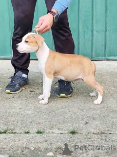 Дополнительные фото: Щенки американского стаффордширского терьера