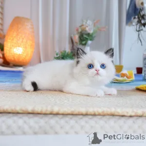 Фото №1. рэгдолл - купить в Аршот за 23192₽. Объявление №152273