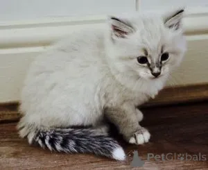 Фото №1. сибирская - купить в Барселе за 23192₽. Объявление №160194