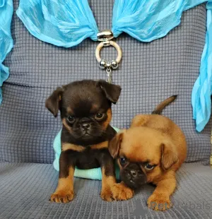 Фото №2 к объявлению №167165 о продаже пти-брабансона - купить в России частное объявление