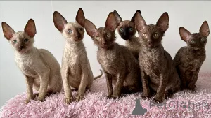 Фото №1. корниш рекс - купить в Аренсбург за договорная. Объявление №164263