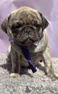 Фото №1. мопс - купить в Гейленкирхен за 35251₽. Объявление №158712