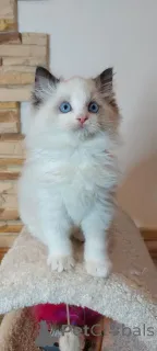 Фото №1. рэгдолл - купить в Барселе за 27830₽. Объявление №160606