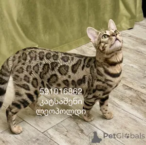 Дополнительные фото: Бенгалская кошка bengal cat