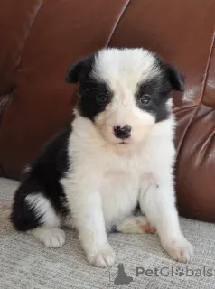 Дополнительные фото: Пограничные щенки колли на продажу