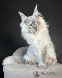 Фото №3. Луна волшебна, как лунный свет, и в два раза слаще. Финляндия