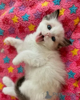 Фото №1. рэгдолл - купить в Бремен за договорная. Объявление №158062