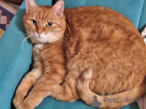 Дополнительные фото: Воспитанная интеллигентная рыжая кошечка Алиса ищет дом