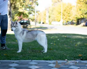 Дополнительные фото: Сибирский хаски сука