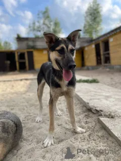 Дополнительные фото: Киви очень смешной и милый, тихий парень с большим сердцем, он старается быть