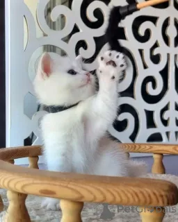 Фото №2 к объявлению №163614 о продаже  - купить в Кипре 