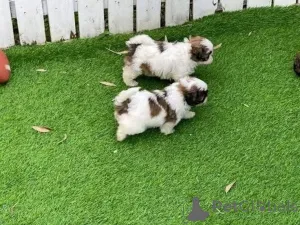 Фото №1.  - купить в Кувейт Сити за договорная. Объявление №161564