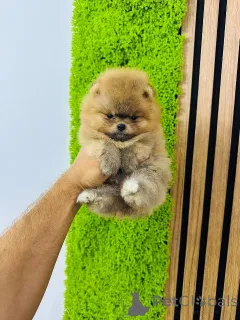 Дополнительные фото: Померанский плесн, щенки высочайшего качества