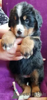 Дополнительные фото: Щенки бернского зенненхунда