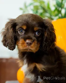 Фото №3. Встречайте Bentley, умного, смелого и полного игривой энергии! Красивый мальчик.  Швеция