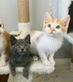 Фото №1. беспородная - купить в Хельсинки за 26960₽. Объявление №160941