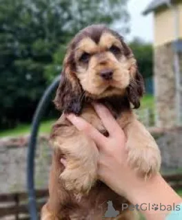 Фото №2 к объявлению №166574 о продаже английского кокер-спаниеля - купить в Бельгии частное объявление, заводчик