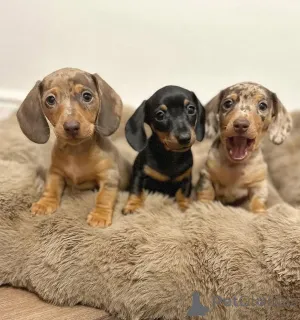 Дополнительные фото: Щенки мини таксы