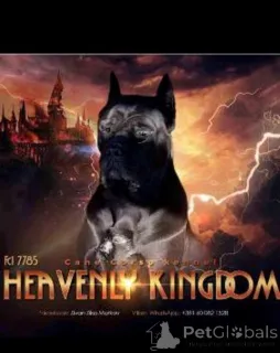 Дополнительные фото: Щенки кане корсо