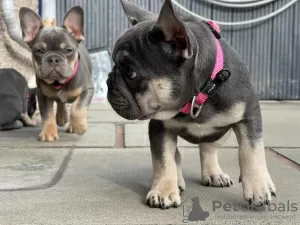 Фото №3. Bulldogge Welpen zu verkaufen.  Австрия