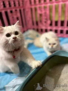 Дополнительные фото: Продается милый очаровательный маленький персидский кот, свяжитесь с WhatsApp