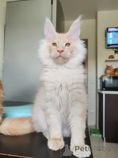 Фото №3. Котенок мэйн-кун. Беларусь