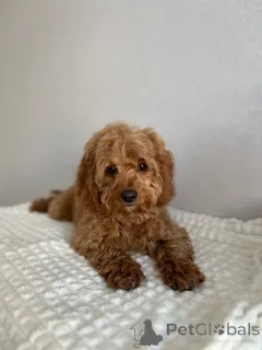 Дополнительные фото: Девушка-какапу