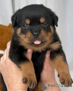 Фото №3. Los Cachorros de Rottweiler Están Actualmente Listos Para Nuevos Hogares..  Германия
