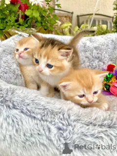 Фото №1. шотландская вислоухая (скоттиш фолд) - купить в Long Beach за 27598₽. Объявление №140155