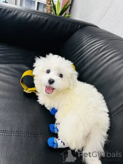 Фото №3. Eladó 5 Hónapos Máltai Selyemkutya Kölyök.  Венгрия