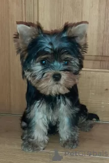 Дополнительные фото: Yorkshire terrier. Boy's and girl's.