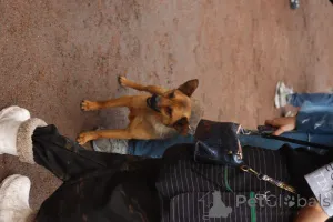 Дополнительные фото: Маленький ласковый таксообразный пёсик