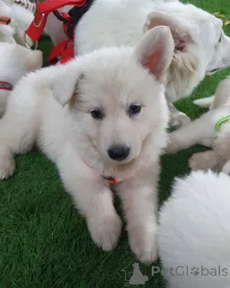 Фото №2 к объявлению №158041 о продаже  - купить в Германии частное объявление