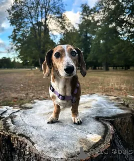 Фото №3. Ищем любящий дом.  Финляндия