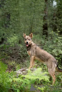 Дополнительные фото: Флеш молодой шоколадный ураган ищет семью.