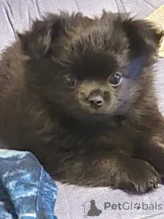 Фото №1. чихуахуа - купить в Брегенц за 55660₽. Объявление №147720