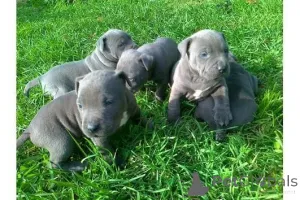 Фото №1. американский питбультерьер - купить в Замораживание за 32468₽. Объявление №147611